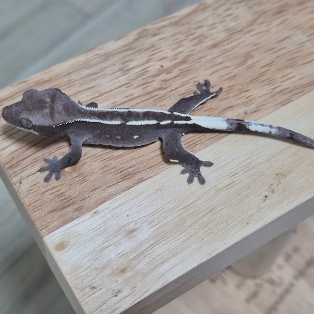 아잔틱 화이트핀 화이트포트홀