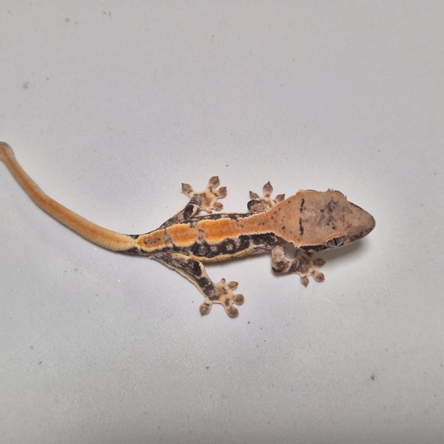 릴리100%헷아잔틱