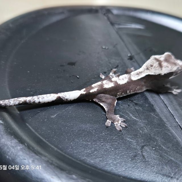 아잔틱