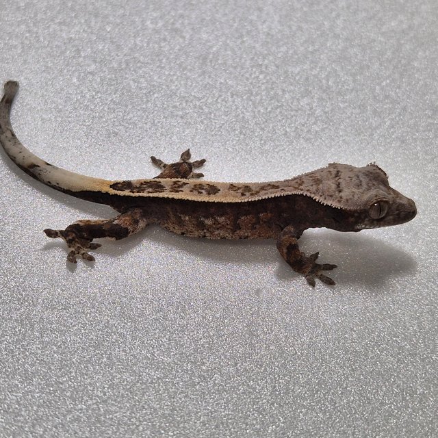 카푸치노 100%헷아잔틱 풀핀