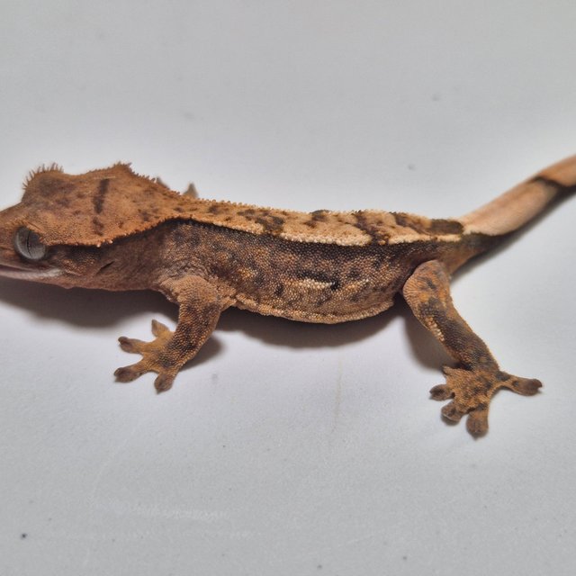 100%헷아잔틱 카푸치노