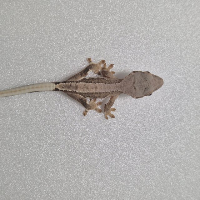 프라푸치노 100%헷아잔틱