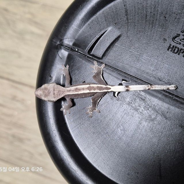 아잔틱