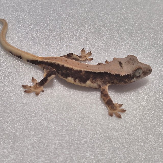 릴리100%헷아잔틱