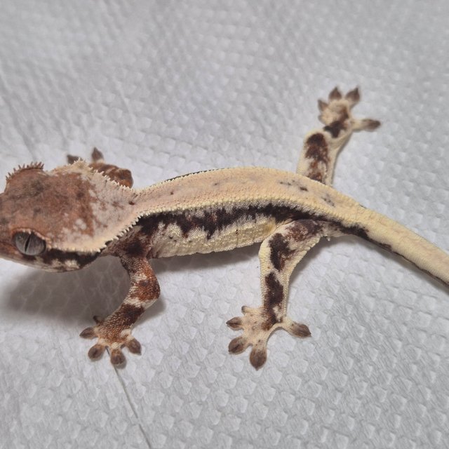 100%헷아잔틱 릴리 세이블 드리피 풀핀