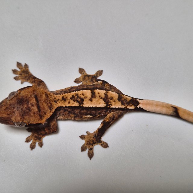 카푸치노 100%헷아잔틱