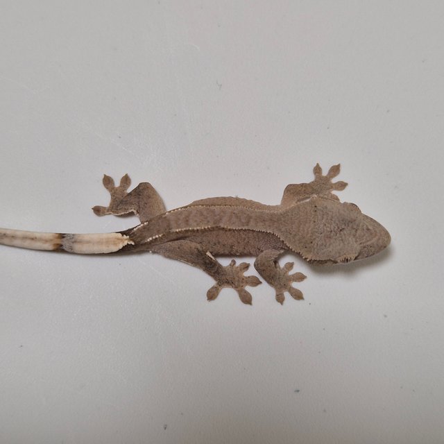 세이블 100%헷아잔틱 팬텀