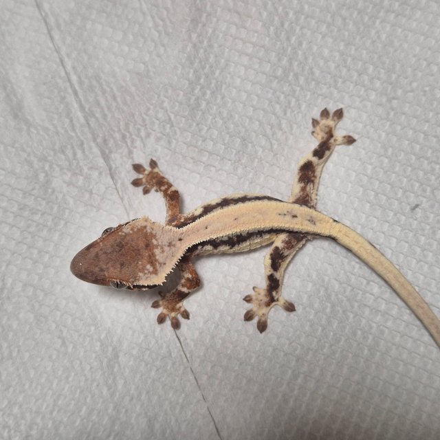 100%헷아잔틱 릴리 세이블 드리피 풀핀