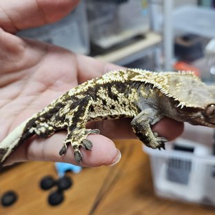 화이트스팟 화이트크라운 카푸치노