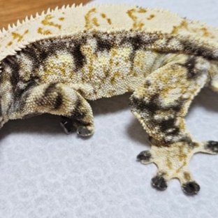 노멀 화이트스팟 드리피