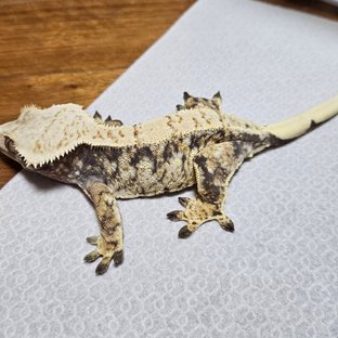 노멀 화이트스팟 화이트포트홀