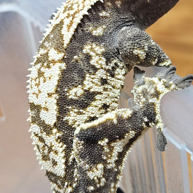 화이트스팟 화이트크라운 카푸치노