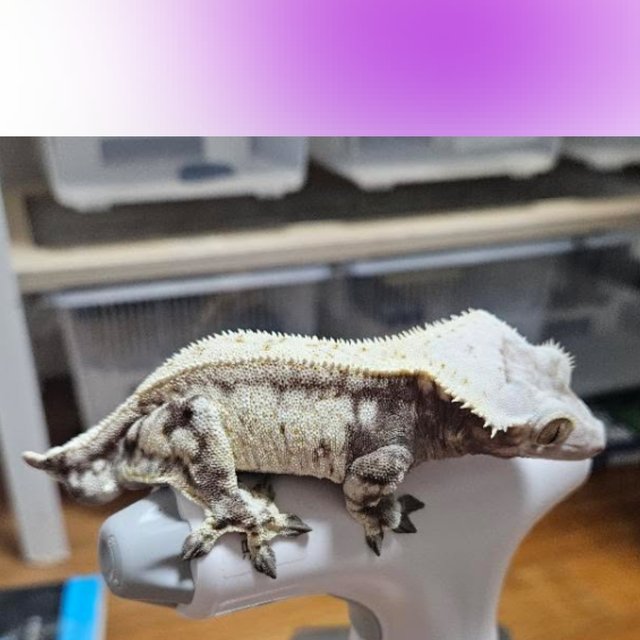 노멀 화이트스팟 화이트크라운 화이트핀