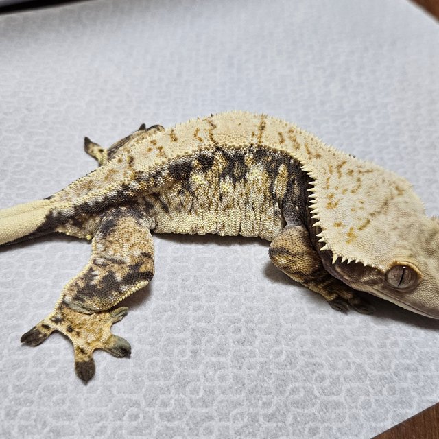 노멀 화이트스팟 화이트포트홀