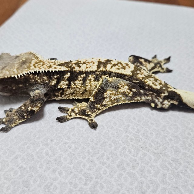 화이트스팟 화이트크라운 카푸치노