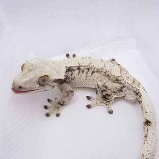 노멀 드리피 화이트스팟 트라이