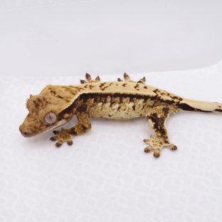 노멀 트라이 드리피 화이트스팟