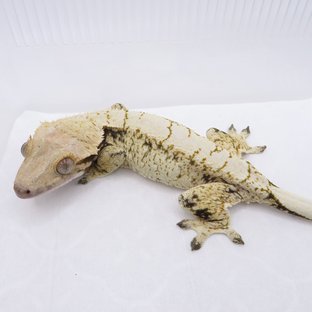 노멀 드리피 화이트스팟