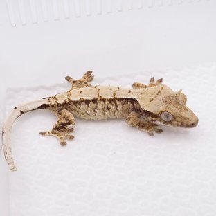 노멀 트라이 드리피 화이트스팟