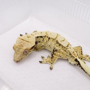 노멀 트라이 드리피 화이트스팟