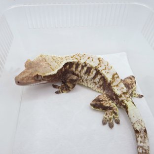 카푸치노 드리피 화이트스팟