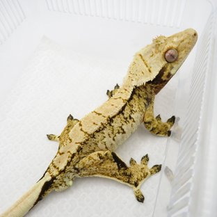 노멀 트라이 화이트스팟