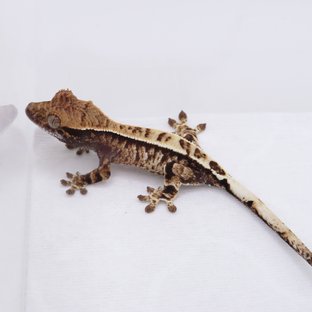 카푸치노 드리피 화이트스팟