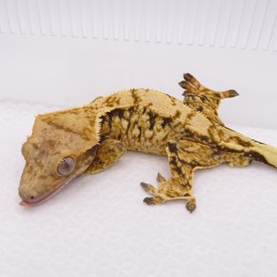 노멀 트라이 드리피 화이트스팟