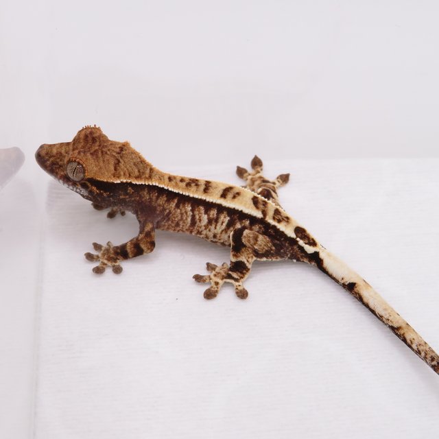 카푸치노 드리피 화이트스팟