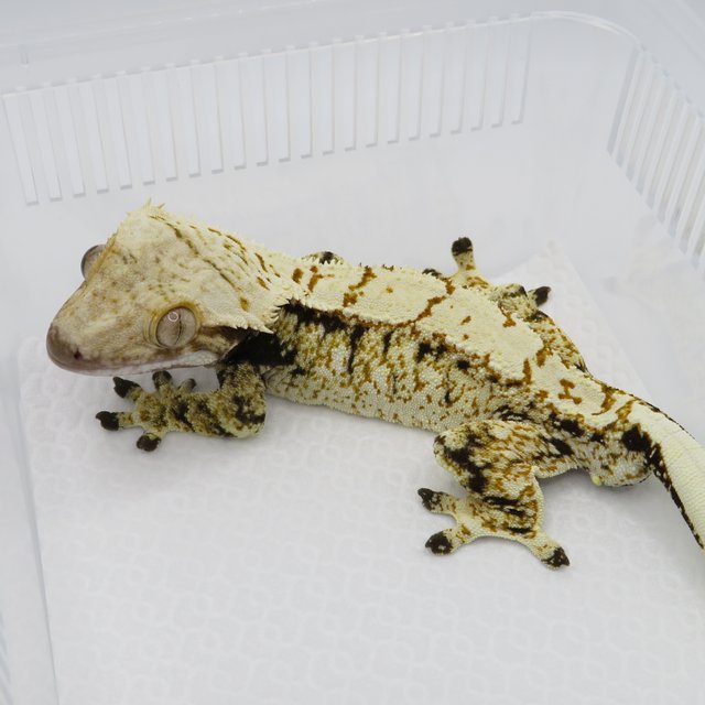 노멀 드리피 화이트스팟