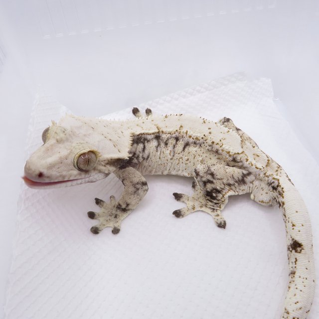 노멀 드리피 화이트스팟 트라이