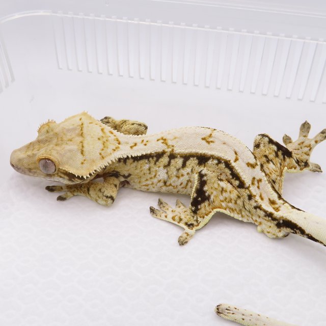 노멀 트라이 드리피 화이트스팟