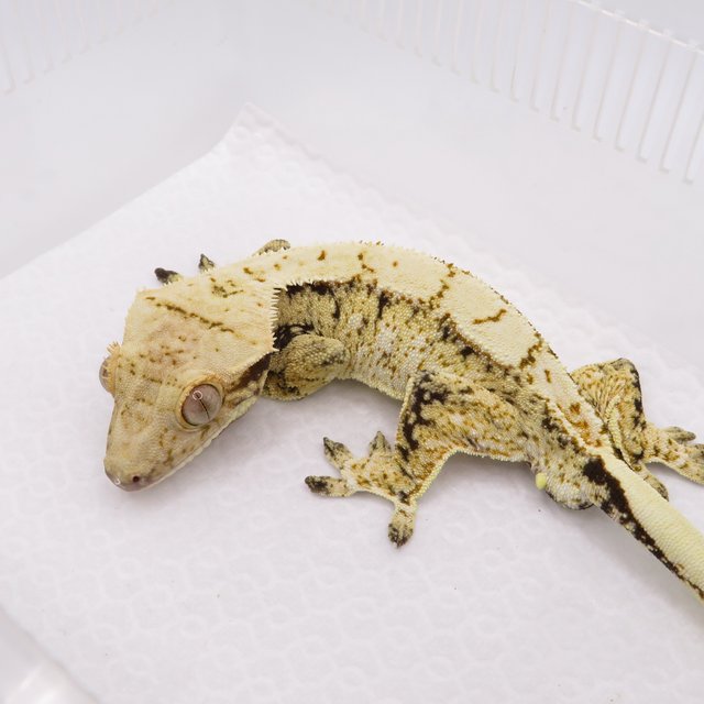 노멀 트라이 드리피 화이트스팟