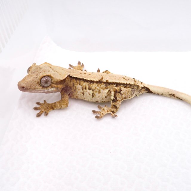 노멀 트라이 드리피 화이트스팟