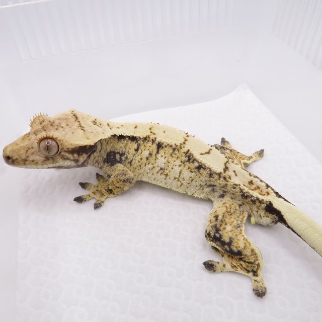 노멀 트라이 드리피 화이트스팟