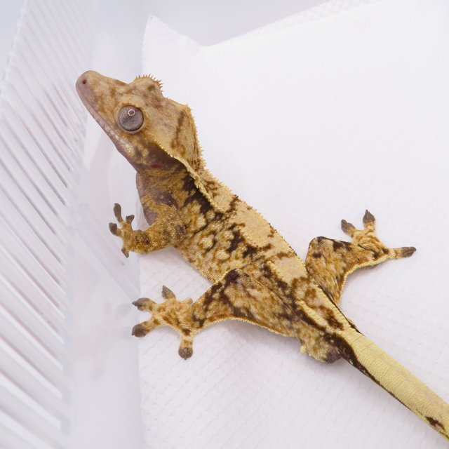 노멀 트라이 드리피 화이트스팟