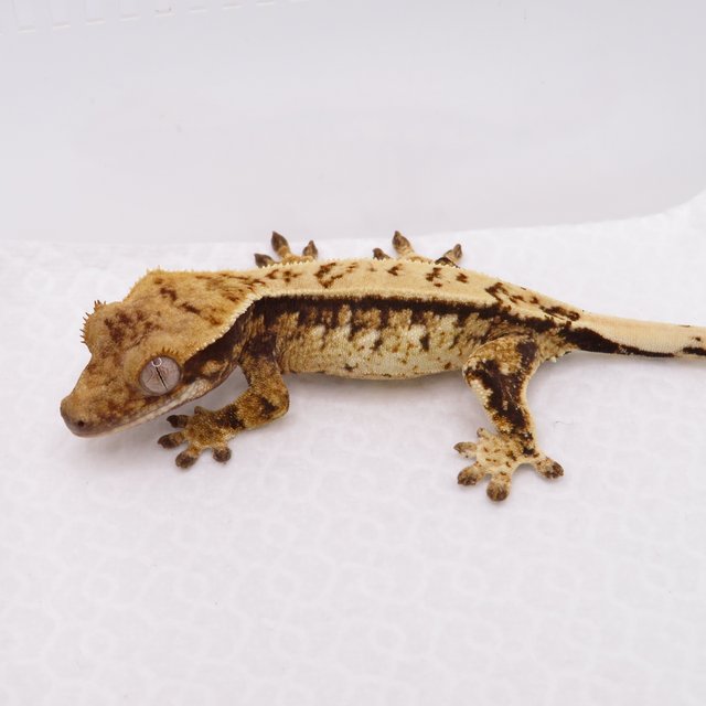 노멀 트라이 드리피 화이트스팟