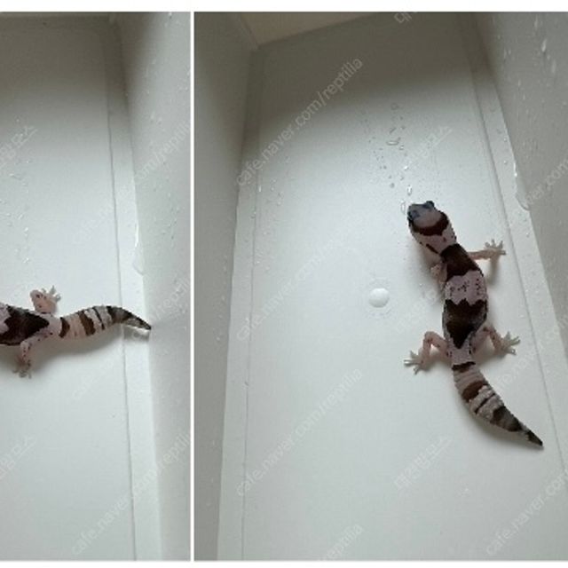오레오 헷 줄루 헷 카라멜