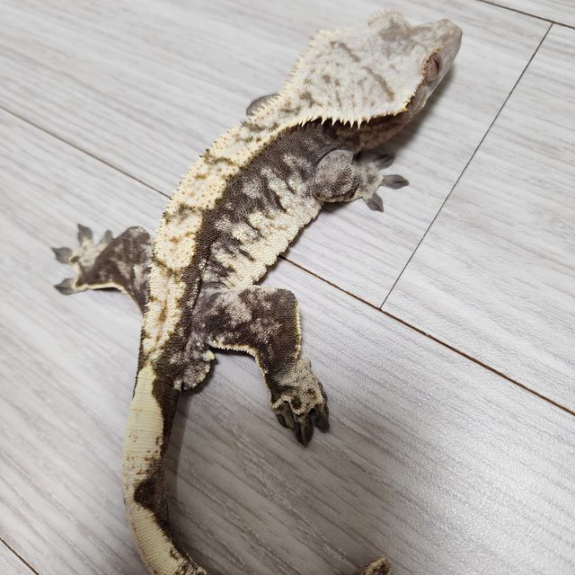 노멀 익스트림할리퀸 트라이