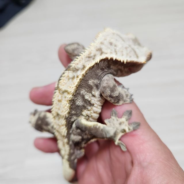 노멀 익스트림할리퀸 트라이
