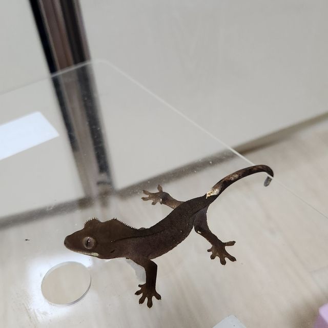 벅스킨 다크