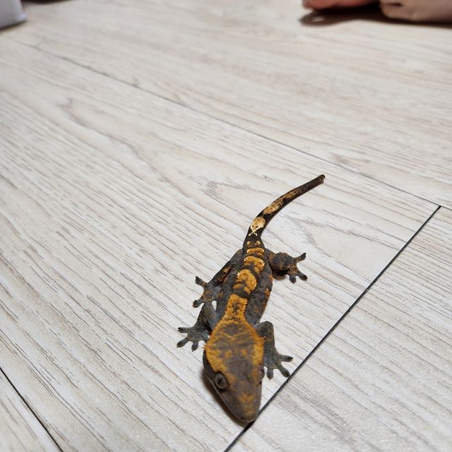 다크 할리퀸