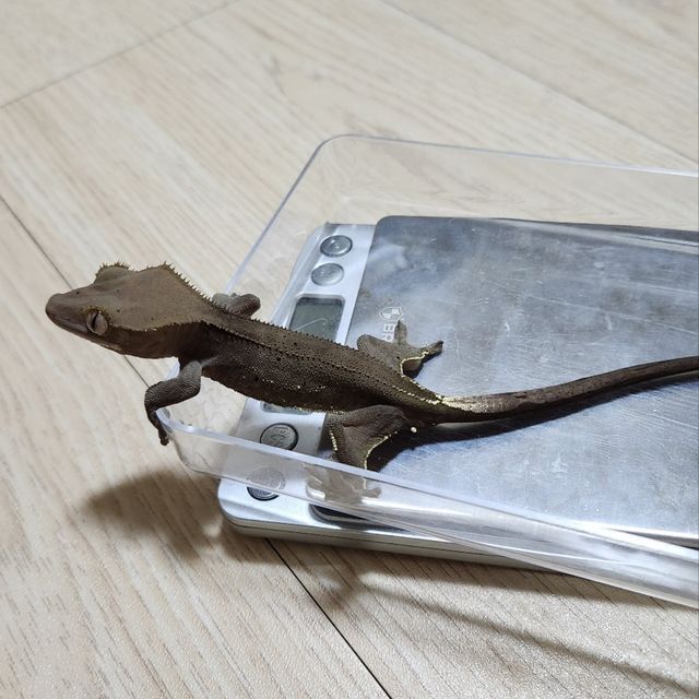 알티 챠콜