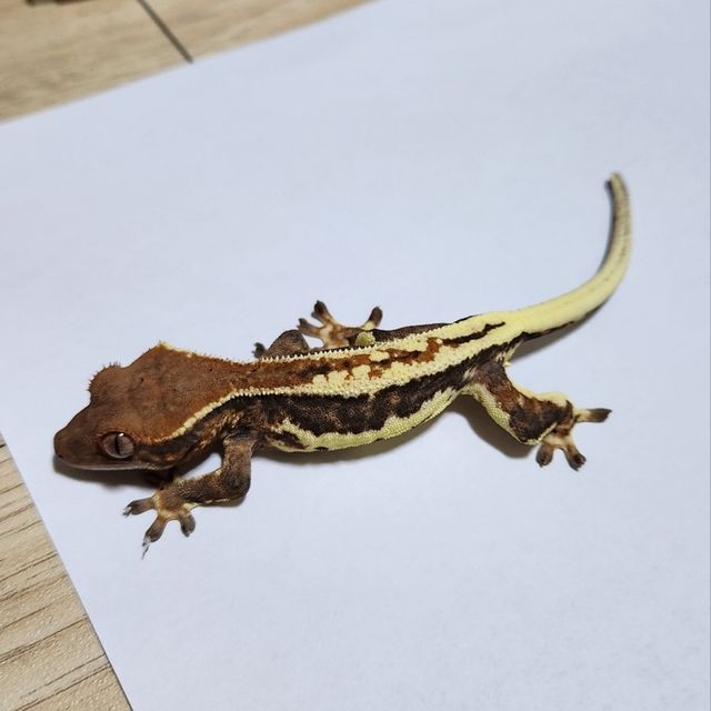 프라푸치노