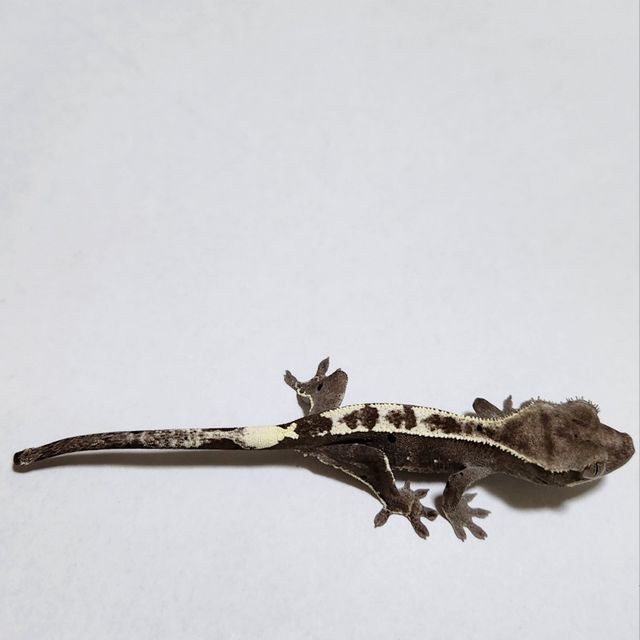 아잔틱