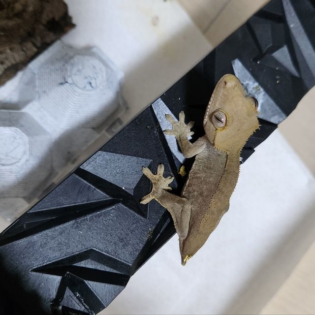 챠콜 알티