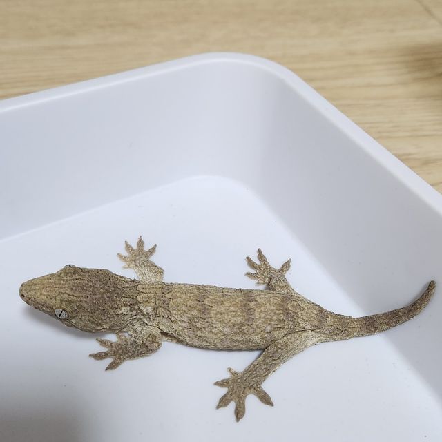 누아나