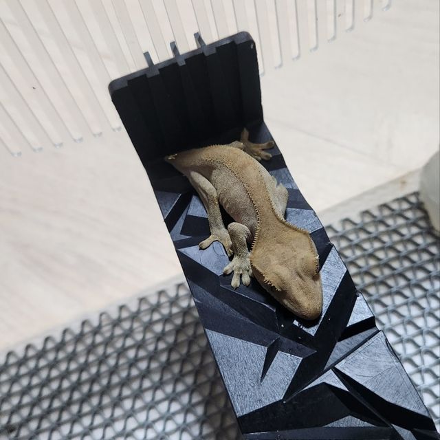 챠콜 알티