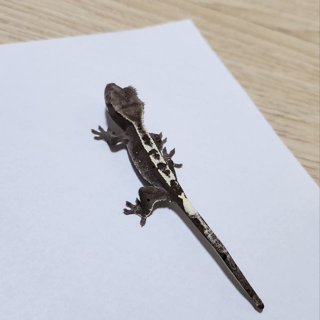 아잔틱