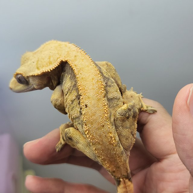 노멀 익스트림할리퀸